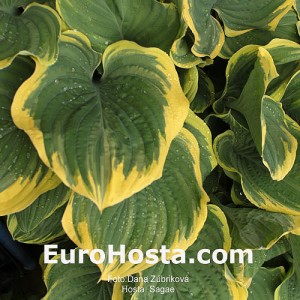 Hosta Sagae - Eurohosta