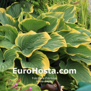 Hosta Sagae - Eurohosta