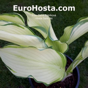 Hosta Sails Ho