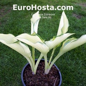 Hosta Sails Ho