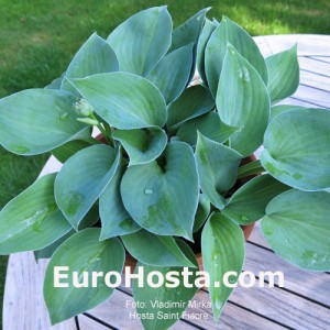 Hosta Saint Fiacre