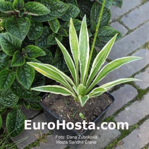 Hosta Sandhil Crane