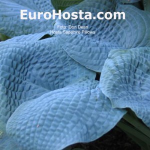 Hosta Sapphire Pillows