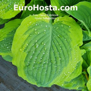 Hosta Satisfaction - Eurohosta