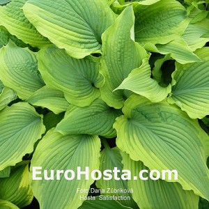 Hosta Satisfaction - Eurohosta