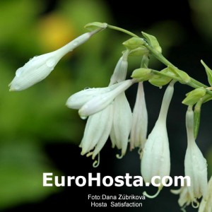 Hosta Satisfaction - Eurohosta