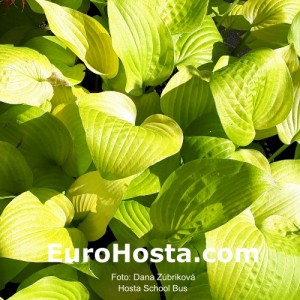 Hosta School Bus