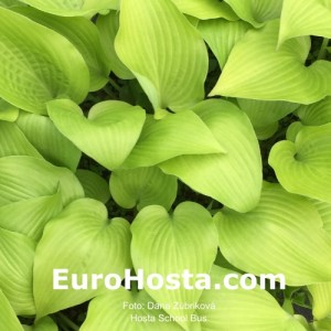 Hosta School Bus