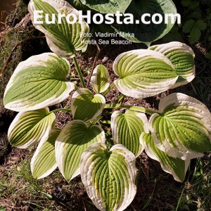 Hosta Sea Beacon