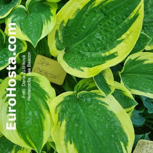 Hosta Sea Beacon