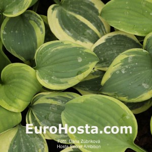 Hosta Secret Ambition