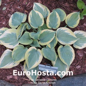 Hosta Secret Ambition