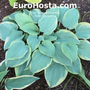 Hosta Secret Love