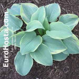 Hosta Secret Love