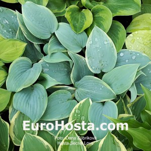 Hosta Secret Love