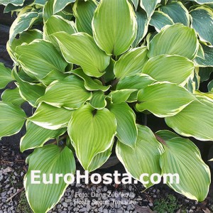 Hosta Secret Treasure