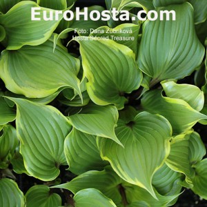 Hosta Secret Treasure