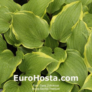 Hosta Secret Treasure