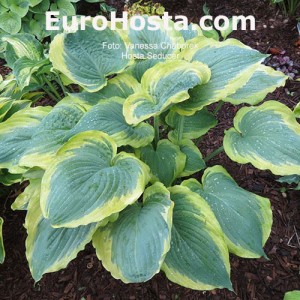 Hosta Seducer - Eurohosta