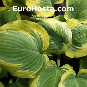 Hosta Seducer - Eurohosta