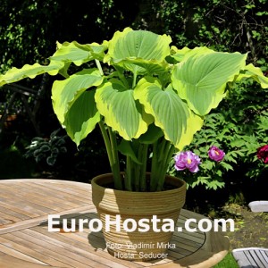 Hosta Seducer - Eurohosta