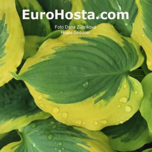 Hosta Seducer - Eurohosta