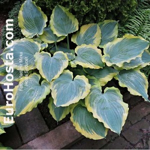 Hosta Seducer - Eurohosta