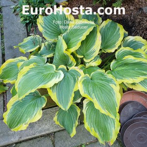 Hosta Seducer - Eurohosta