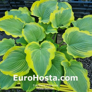 Hosta Seducer - Eurohosta