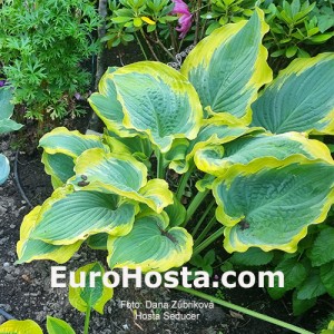 Hosta Seducer - Eurohosta