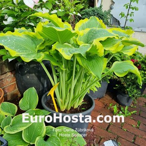 Hosta Seducer - Eurohosta
