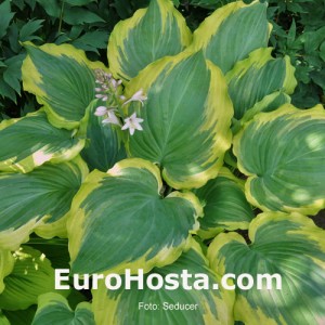 Hosta Seducer - Eurohosta