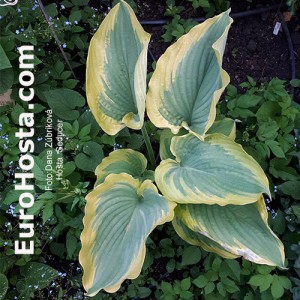 Hosta Seducer - Eurohosta