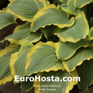 Hosta Seducer - Eurohosta