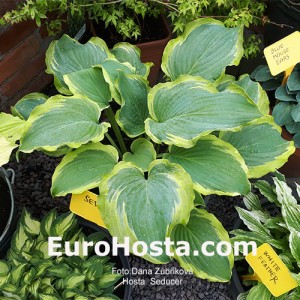 Hosta Seducer - Eurohosta