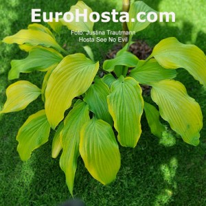 Hosta See No Evil 