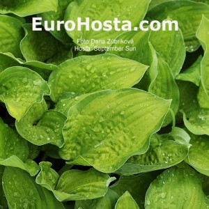 Hosta September Sun - Eurohosta