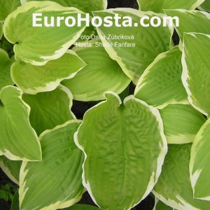 Hosta Shade Fanfare - Eurohosta