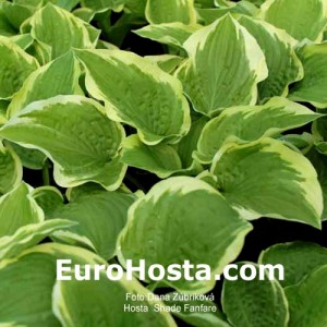 Hosta Shade Fanfare - Eurohosta