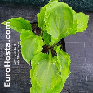 Hosta Sharon Stone