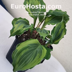 Hosta Sharon Stone