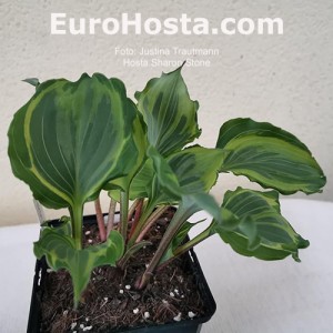 Hosta Sharon Stone
