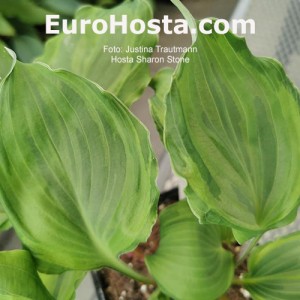 Hosta Sharon Stone