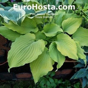 Hosta Sherlock