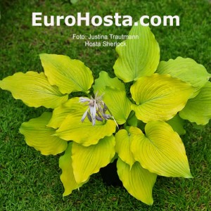 Hosta Sherlock