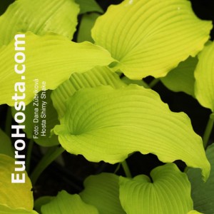 Hosta Shimy Shake - Eurohosta