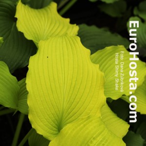 Hosta Shimy Shake - Eurohosta