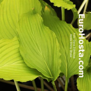 Hosta Shimy Shake - Eurohosta