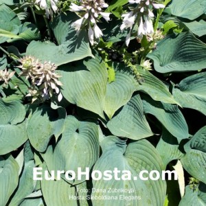 Hosta Sieboldiana Elegans