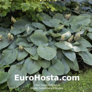 Hosta Sieboldiana Elegans